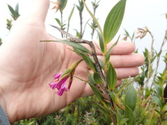 Elleanthus aurantiacus