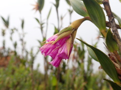 Elleanthus aurantiacus