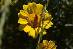 Halictus ligatus