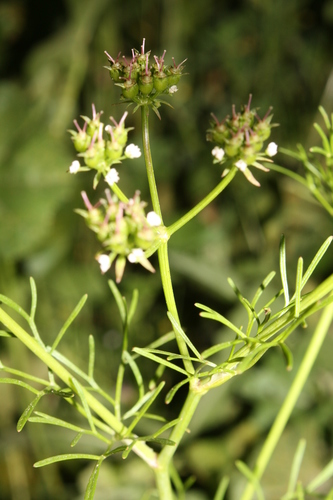 Coriandrum sativum image