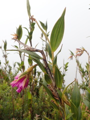 Elleanthus aurantiacus