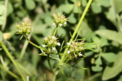 Coriandrum sativum image