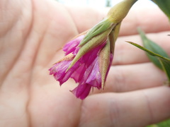 Elleanthus aurantiacus