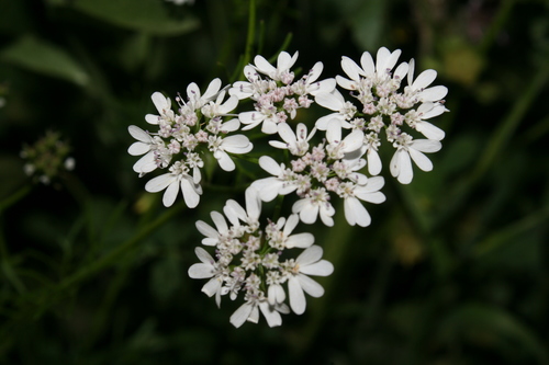 Coriandrum sativum image