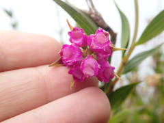 Elleanthus aurantiacus