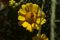 Halictus ligatus