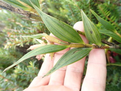 Elleanthus aurantiacus