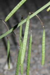 Diplotaxis harra crassifolia