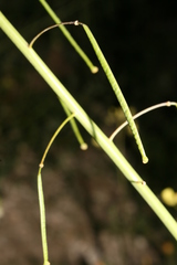 Diplotaxis harra crassifolia