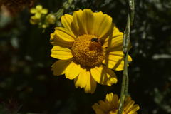 Halictus ligatus