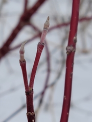 Cornus sericea
