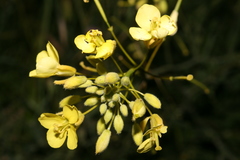 Diplotaxis harra crassifolia