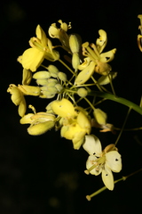 Diplotaxis harra crassifolia