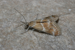 Noctueliopsis bububattalis