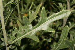 Diplotaxis harra crassifolia