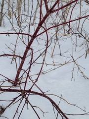 Cornus sericea