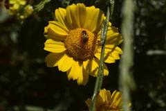 Halictus ligatus