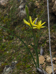 Gagea chlorantha