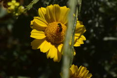 Halictus ligatus