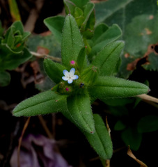 Buglossoides tenuiflora
