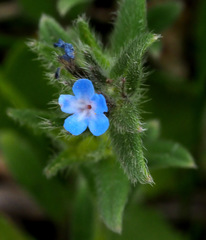 Buglossoides tenuiflora