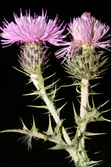 Carduus spachianus