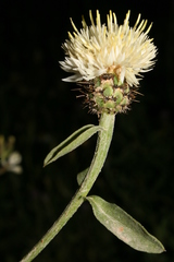 Centaurea sicula