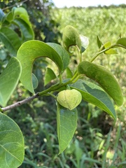 Annona glabra