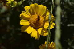 Halictus ligatus