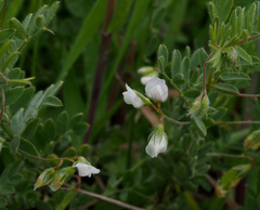 Vicia lens