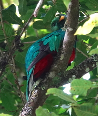 Pharomachrus fulgidus