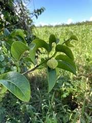Annona glabra