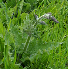 Salvia indica