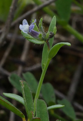 Linaria micrantha