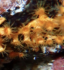 Parazoanthus swiftii