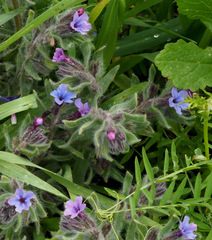Alkanna strigosa