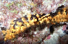 Parazoanthus swiftii