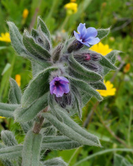 Alkanna strigosa