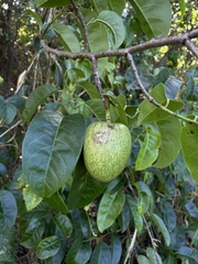 Annona glabra