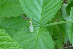 Rhogogaster chlorosoma
