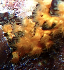 Parazoanthus swiftii