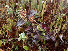Epidendrum bangii