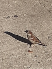 Passer domesticus