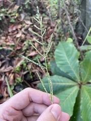 Urochloa mutica