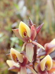 Epidendrum bangii