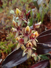 Epidendrum bangii