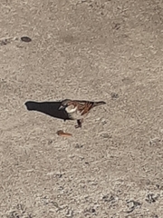 Passer domesticus