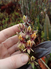 Epidendrum bangii