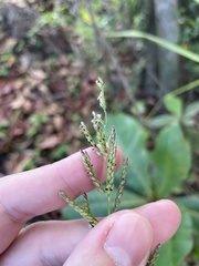 Urochloa mutica