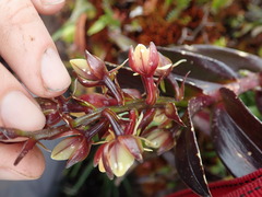 Epidendrum bangii